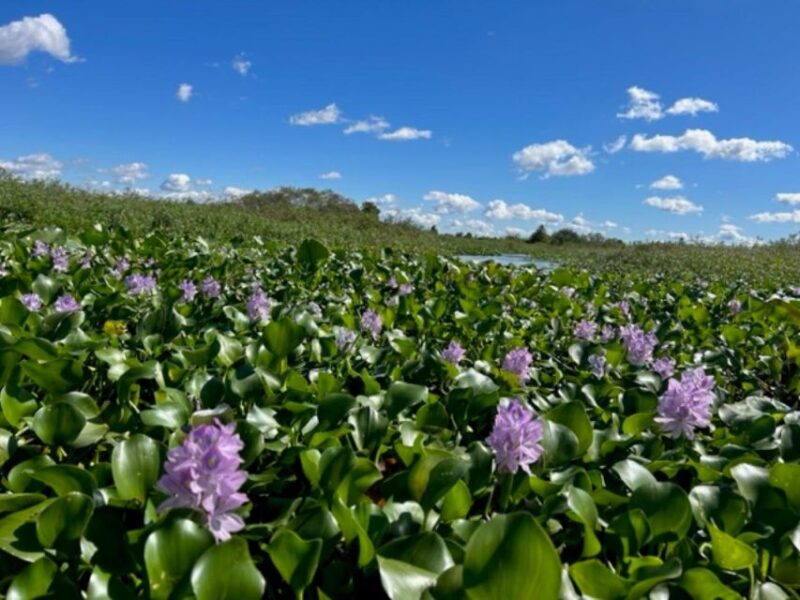 Florida: 90 Minute Everglades Cruise - Booking Information