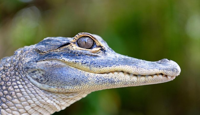 Florida Everglades Airboat Tour and Wild Florida Admission With Optional Lunch - Guest Reviews and Testimonials
