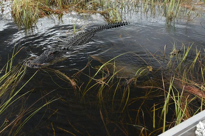 Florida Everglades Private Night Airboat Ride Tour - Exhibits at Sawgrass Recreation Park