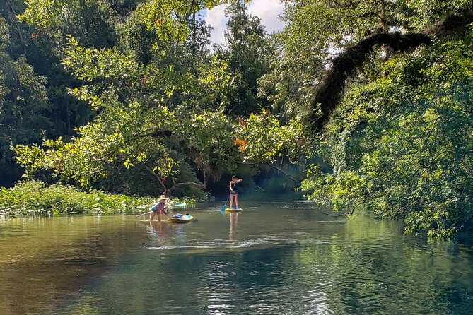 Florida Freshwater Springs Paddle Board Tour - Wildlife Encounters