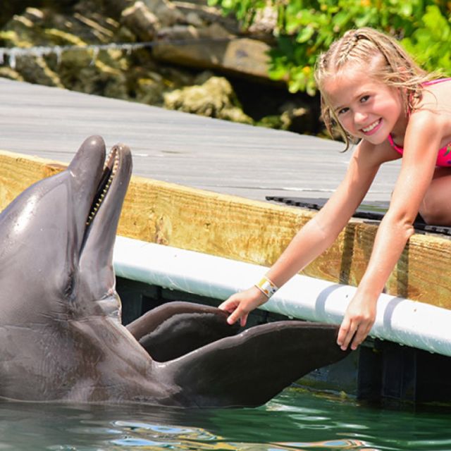 Florida Keys: Dockside Dolphin Experience - Duration and Participant Details