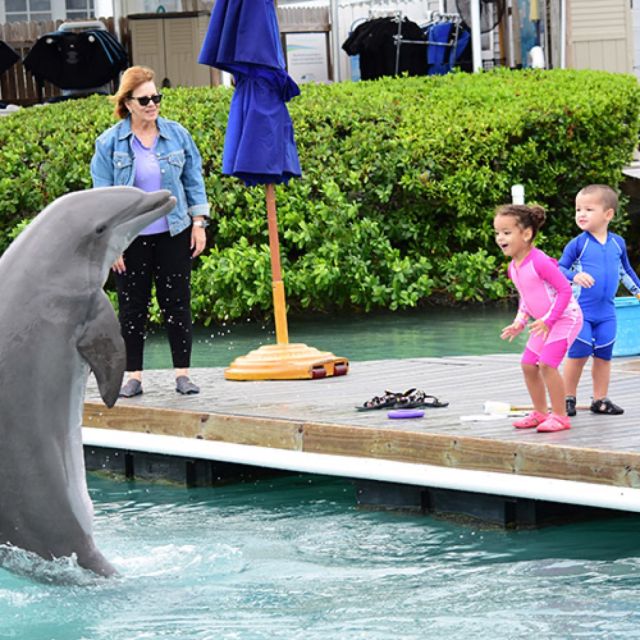 Florida Keys: Dockside Dolphin Experience - Pricing and Booking Information