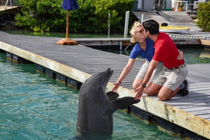 Florida Keys: Dockside Dolphin Experience - Photography Opportunities
