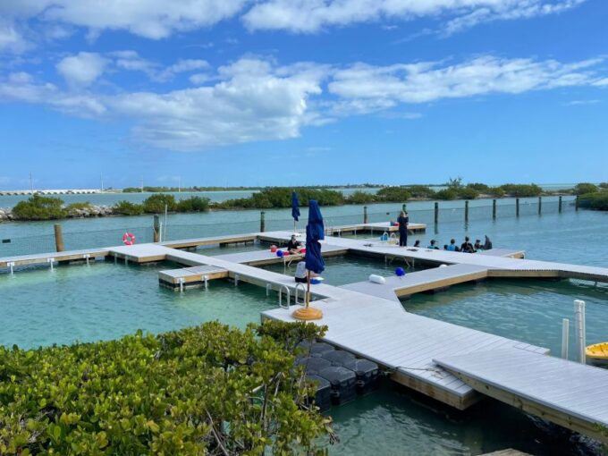 Florida Keys: Dockside Dolphin Experience - Accessibility and Language