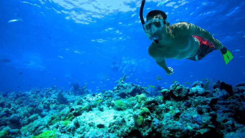 Florida Keys: Full-Day Kayak and Snorkel Reef Adventure - Experience Highlights