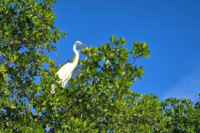 Florida Keys Kayak And Paddleboard Rentals - Why This Experience Stands Out
