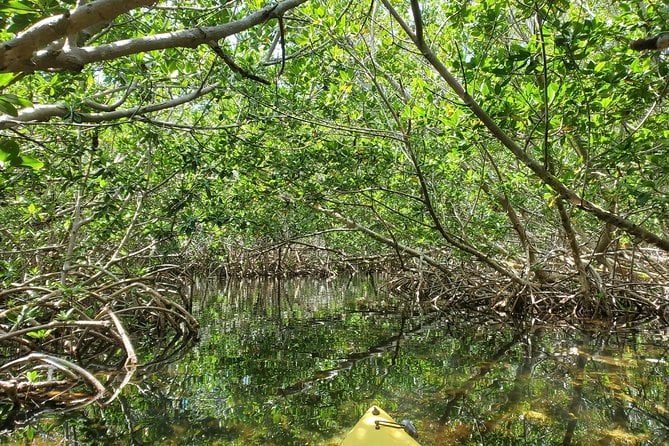 Florida Keys Mangrove Eco Tour of Manatee Bay - Tour Details and Reviews