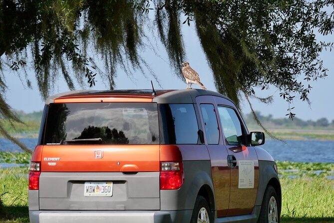 Florida Wildlife Drive Eco Tour With Lunch and Moonshine Tasting - Wildlife Sightings and Encounters
