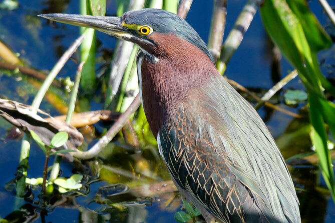 Florida Wildlife Drive Eco Tour With Lunch and Moonshine Tasting - Lunch and Dining Experience