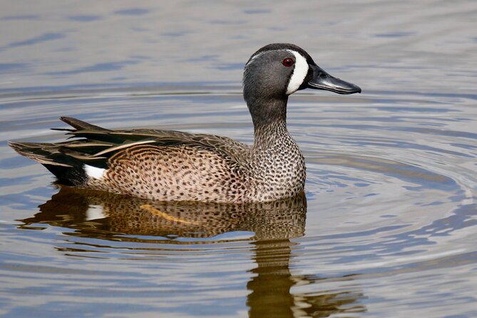 Florida Wildlife Drive Eco Tour With Lunch and Moonshine Tasting - Booking and Payment Information