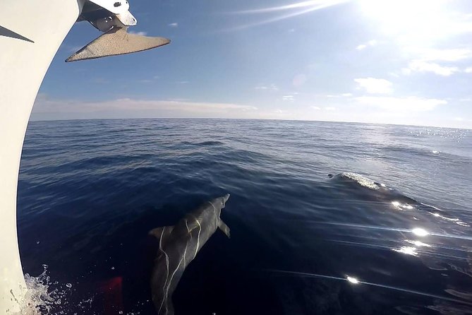 Flounder Yacht Sailing Tours - Included Amenities and Services