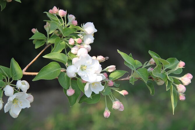 Flower Day-Trip in Beijing Olympic Forest Park - Guided Tour Through the Scenic Areas