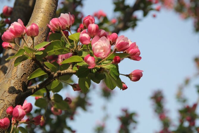 Flower Day-Trip in Beijing Olympic Forest Park - Importance of the Olympic Forest Park