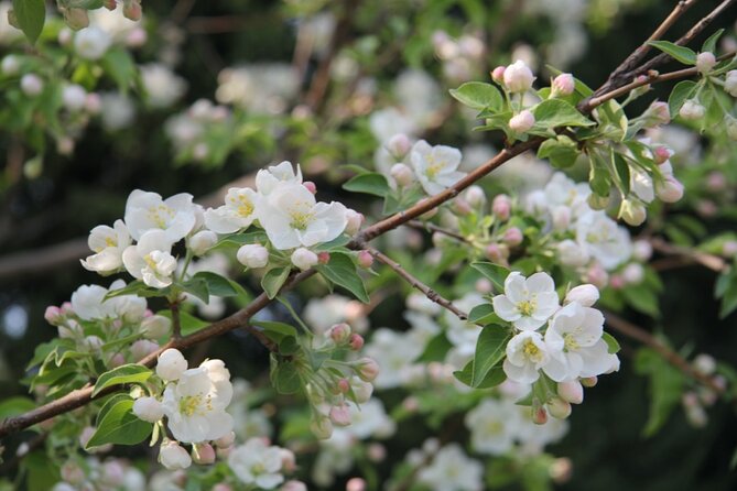 Flower Day-Trip in Beijing Olympic Forest Park - Seasonal Highlights and Bloom Times