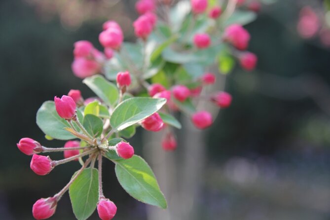 Flower Day-Trip in Beijing Olympic Forest Park - Transportation and Meeting Point Details