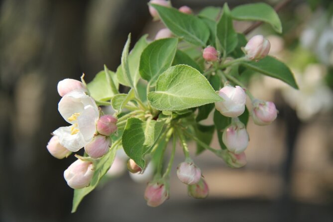 Flower Day-Trip in Beijing Olympic Forest Park - Booking and Cancellation Policies