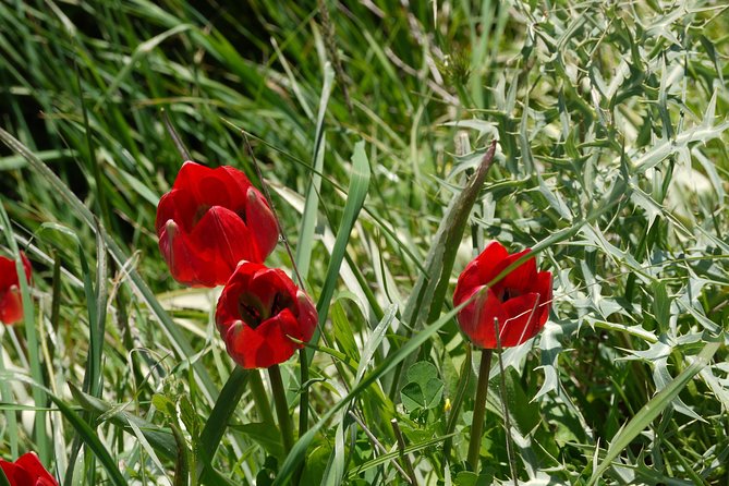 Flower Power - Lotus Land - Key Points