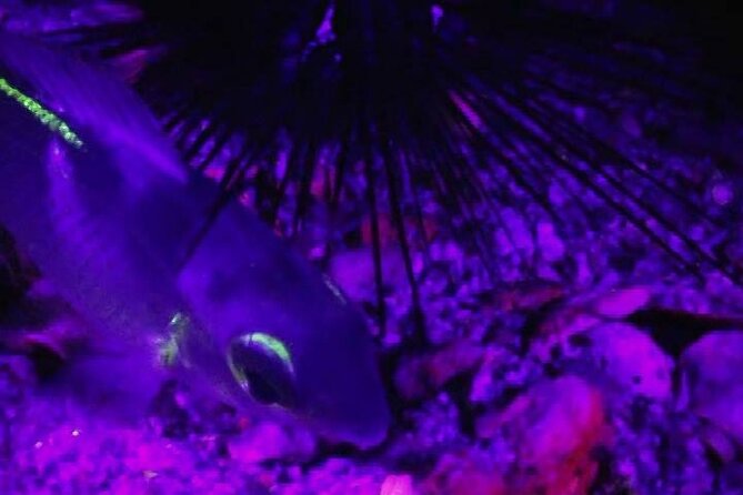 Fluorescent Snorkeling With Ultraviolet Flashlights - Whats Included in the Experience