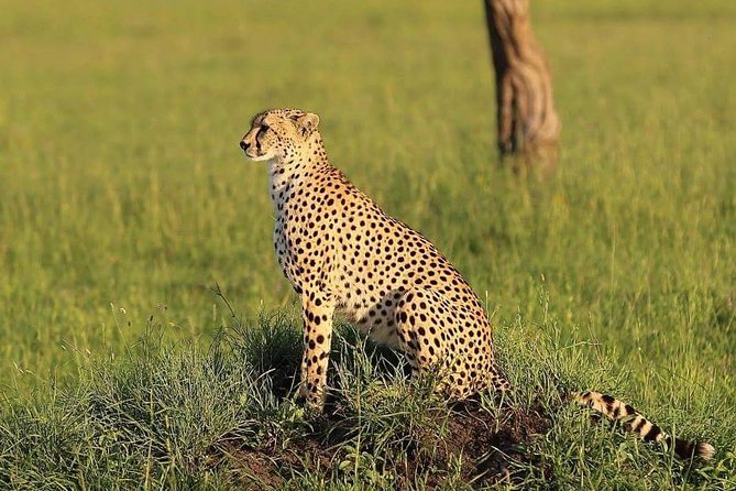 Fly Inn to Central Serengeti From Zanzibar Featuring Ngorongoro & Tarangire Park - Inclusions
