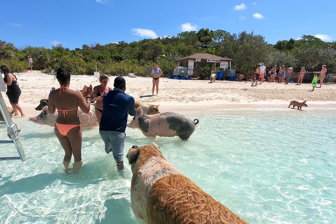 Fly To The Exuma Swimming Pigs - Inclusions for the Tour