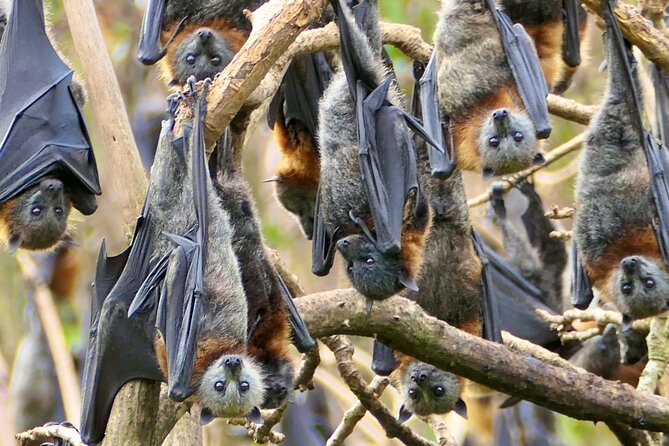 Flying Fox Experience, Thousands of Australias Largest Bat - Witness Impressive Bat Wingspan and Antics