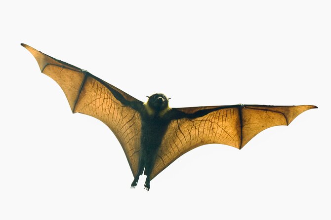 Flying Fox Experience, Thousands of Australias Largest Bat - Small Group Size for Personalized Experience