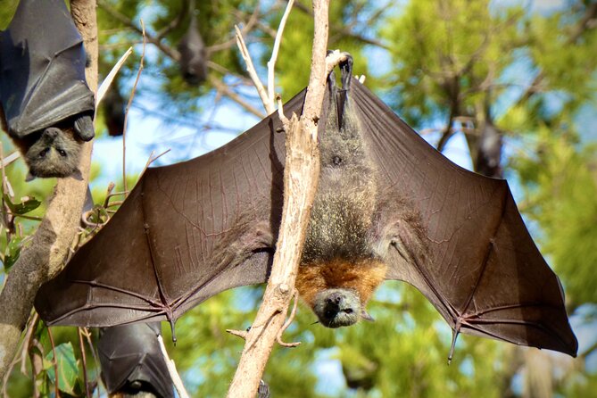 Flying Fox Experience, Thousands of Australias Largest Bat - Tour Details and Duration