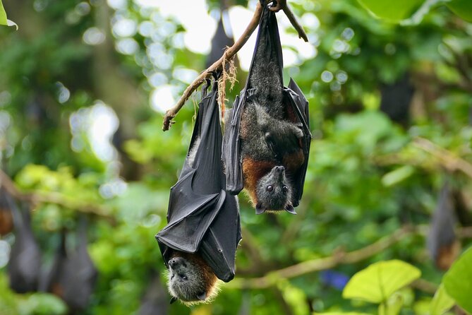 Flying Fox Experience, Thousands of Australias Largest Bat - Inclusions and Amenities