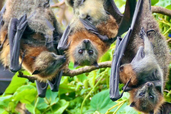 Flying Fox Experience, Thousands of Australias Largest Bat - Reviews and Ratings