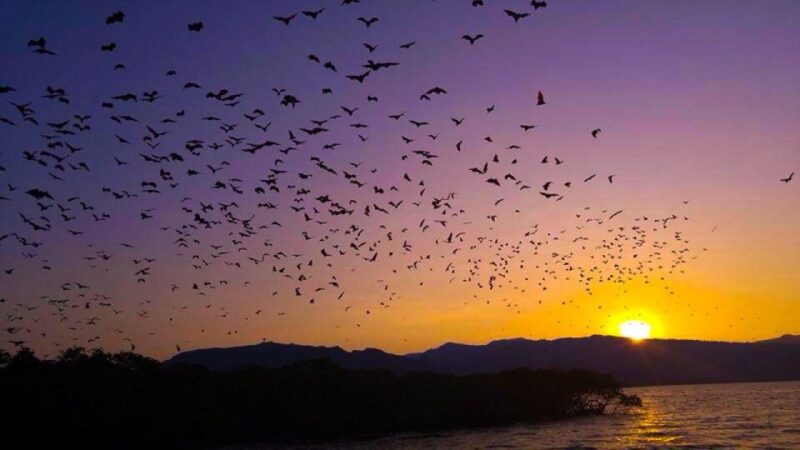 Flying Fox Sunset Cruise Private Boat Charter Labuan Bajo - Participant Restrictions