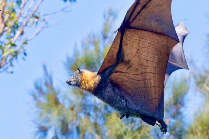 Flying Fox Tour: Australias Largest Bats - Itinerary Details