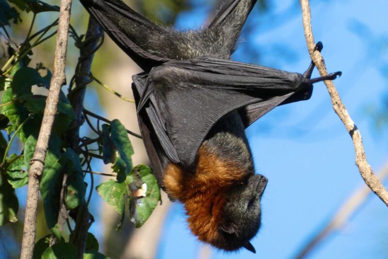 Flying Fox Tour: Australias Largest Bats - Included Amenities