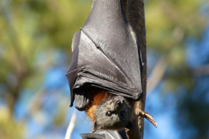 Flying Fox Tour: Australias Largest Bats - Getting There