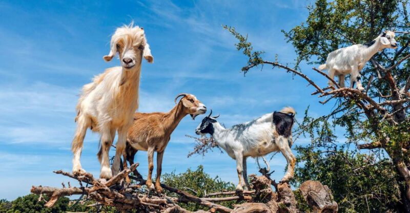 Flying Goats and Agadir Oufella View Experience - Itinerary Details