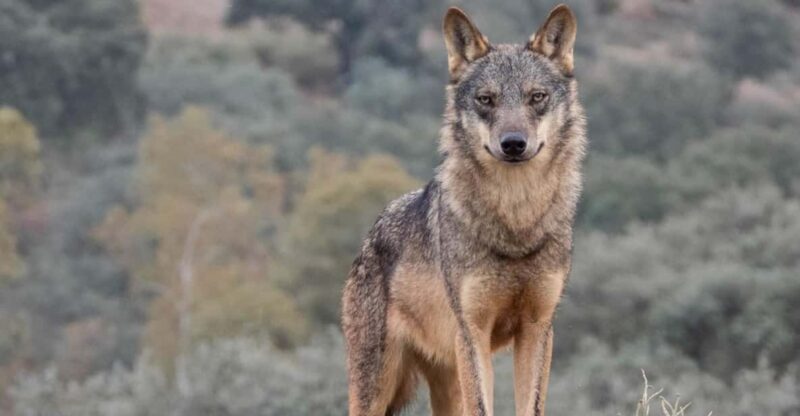 Following the Path of the Wolf - Key Points
