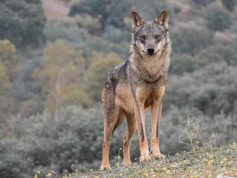Following the Path of the Wolf - Wildlife Signs Workshop