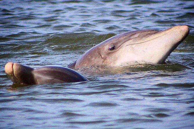 Folly Beach Dolphin Viewing Boat Excursion and Estuary Tour - Booking and Cancellation Policy
