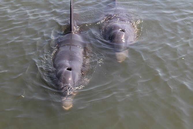 Folly Beach Eco Boat Excursion and Morris Island Drop Off - Traveler Feedback and Highlights