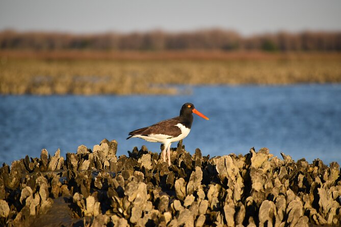 Folly Beach Eco Boat Excursion and Morris Island Drop Off - Exploring Morris Island