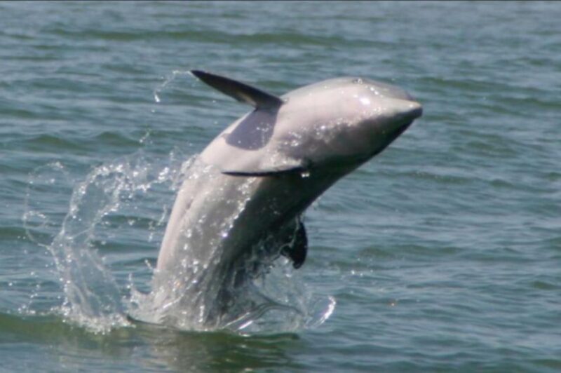 Folly Beach: Morris Island and Dolphin Watching Boat Cruise - Experience Highlights