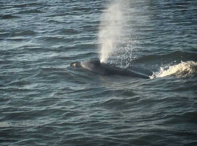 Folly Beach: Morris Island and Dolphin Watching Boat Cruise - Included Features