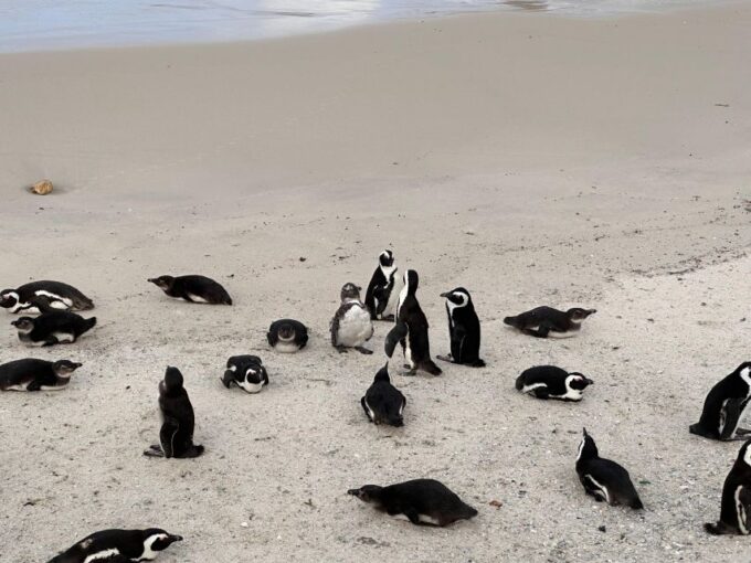 Fom Cape Town: Cape Point & Penguins Shared Group Day Tour - Optional Activities