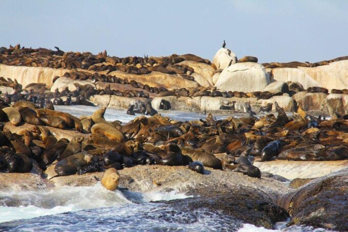 Fom Cape Town: Cape Point & Penguins Shared Group Day Tour - Pick-up and Drop-off