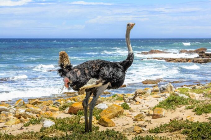 Fom Cape Town: Cape Point & Penguins Shared Group Day Tour - Complimentary Treats