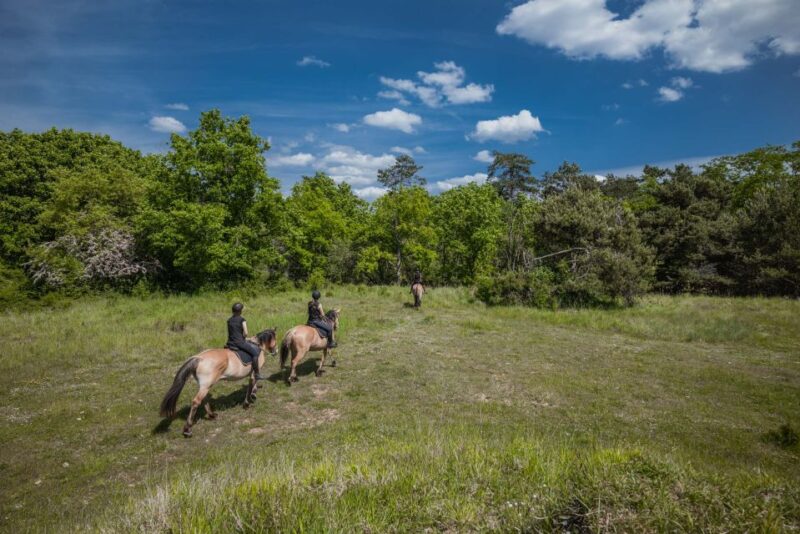 Fontainebleau: Horse-riding, Gastronomy & Château - Just The Basics