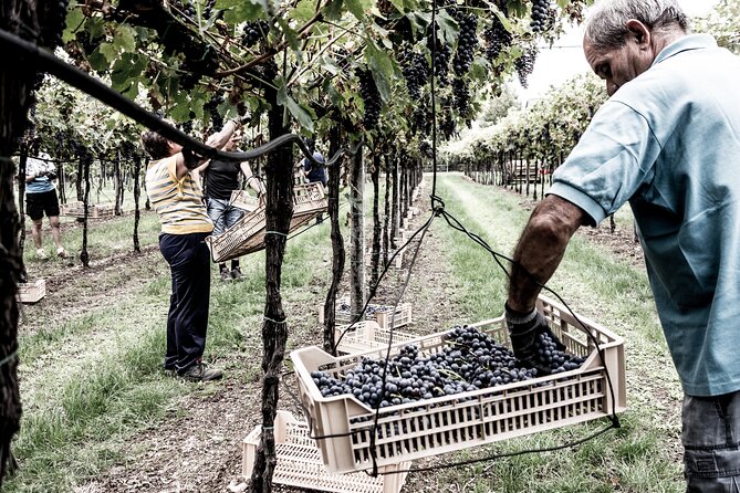 Food and Wine Tasting in Valpolicella - Accessibility