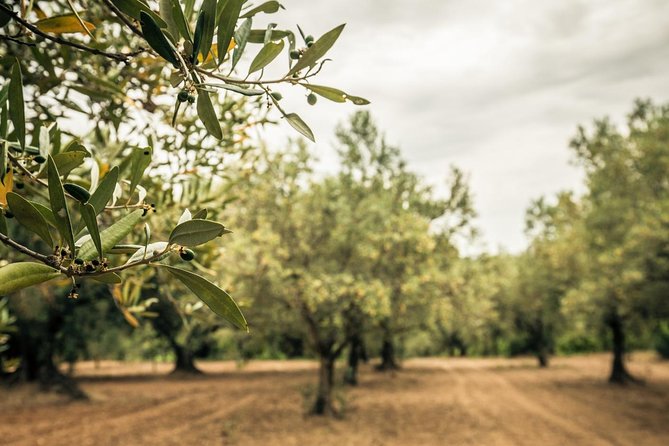 Food and Wine Tour of San Vito Chietino - Inclusions