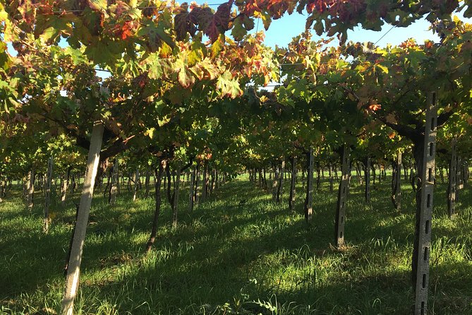Food and Wine Tour of San Vito Chietino - Accessibility