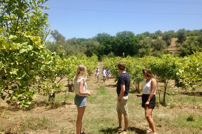 Food Experience at Our Farm in Noto Hills - Meeting Point and Pickup