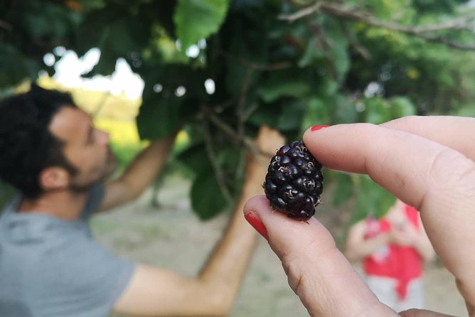 Food Experience at Our Farm in Noto Hills - Reviews and Ratings